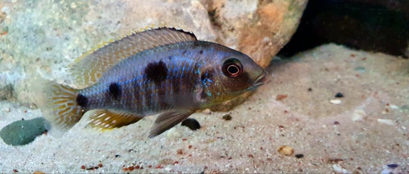 Otopharynx sp. 'auromarginatus goldhead' Nkolongwe